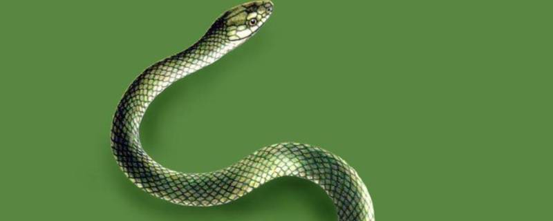 无声无息打一最佳生肖