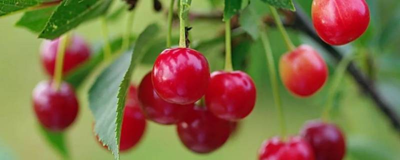 樱桃放冰箱冷藏可以放多久