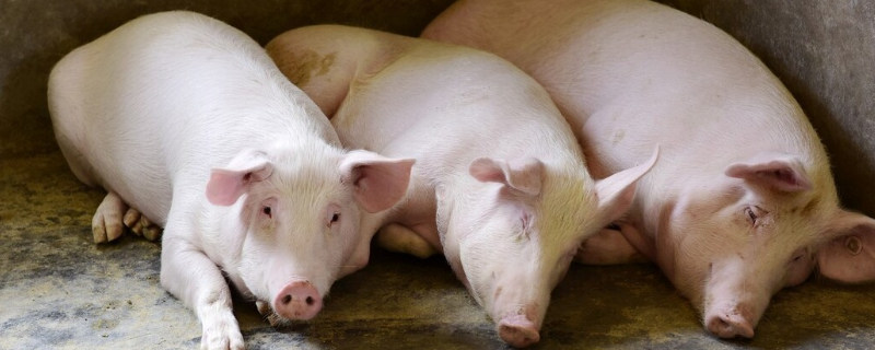 糊里糊涂猜一个生肖